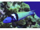 Bluehead - Wrasse<br>(<i>Thalassoma bifasciatum</i>)