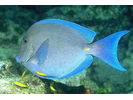 Blue Tang - Surgeonfish (<i>Acanthurus coeruleus</i>)