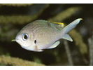 Brown Chromis - Damselfish<br>(<i>Chromis multilineata</i>)