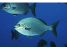 Bermuda Chub/Gray Chub - Chub<br>(<i>Kyphosus sectatrix / K. bigibbus</i>)