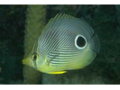 Foureye Butterflyfish - Butterflyfish<br>(<i>Chaetodon capistratus</i>)