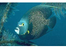 French Angelfish - Angelfish<br>(<i>Pomacanthus paru</i>)