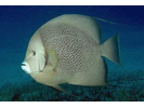 Gray Angelfish - Angelfish<br>(<i>Pomacanthus arcuatus</i>)