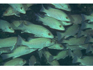 Gray Snapper - Snapper<br>(<i>Lutjanus griseus</i>)