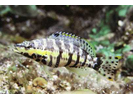 Harlequin Bass - Seabass<br>(<i>Serranus tigrinus</i>)