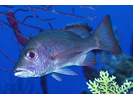 Mahogany Snapper - Snapper (<i>Lutjanus mahogoni</i>)