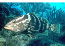 Nassau Grouper - Seabass (<i>Epinephelus striatus</i>)