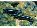 Neon Goby - Goby<br>(<i>Elacatinus oceanops</i>)