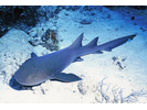 Nurse Shark - Carpet Shark<br>(<i>Ginglymostoma cirratum</i>)