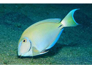 Ocean Surgeonfish - Surgeonfish<br>(<i>Acanthurus tractus</i>)