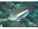 Queen Parrotfish - Parrotfish (<i>Scarus vetula</i>)