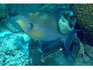 Queen Triggerfish - Triggerfish<br>(<i>Balistes vetula</i>)