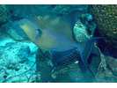 Queen Triggerfish - Triggerfish (<i>Balistes vetula</i>)