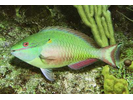 Redband Parrotfish - Parrotfish (<i>Sparisoma aurofrenatum</i>)