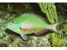 Redband Parrotfish - Parrotfish<br>(<i>Sparisoma aurofrenatum</i>)