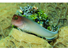 Redlip Blenny - Blenny - Combtooth<br>(<i>Ophioblennius macclurei</i>)