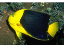 Rock Beauty - Angelfish<br>(<i>Holacanthus tricolor</i>)