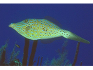 Scrawled Filefish - Filefish<br>(<i>Aluterus scriptus</i>)