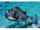 Smooth Trunkfish - Boxfish<br>(<i>Lactophrys triqueter</i>)