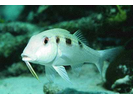 Spotted Goatfish - Goatfish<br>(<i>Pseudupeneus maculatus</i>)