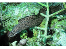 Spotted Moray - Moray (<i>Gymnothorax moringa</i>)