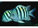 Sergeant Major - Damselfish<br>(<i>Abudefduf saxatilis</i>)