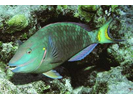 Stoplight Parrotfish - Parrotfish<br>(<i>Sparisoma viride</i>)