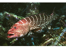 Tiger Grouper - Seabass<br>(<i>Mycteroperca tigris</i>)