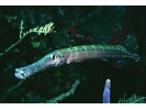 Trumpetfish - Trumpetfish<br>(<i>Aulostomus maculatus</i>)