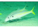 Yellow Goatfish - Goatfish<br>(<i>Mulloidichthys martinicus</i>)