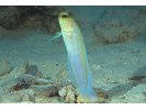 Yellowhead Jawfish - Jawfish<br>(<i>Opistognathus aurifrons</i>)