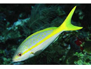Yellowtail Snapper - Snapper<br>(<i>Ocyurus chrysurus</i>)