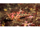 Scalyhead Sculpin - Sculpin<br>(<i>Artedius harringtoni</i>)