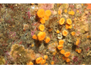 Orange Cup Coral - Cnidarians<br>(<i>Balanophyllia elegans</i>)
