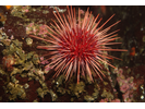 Red Sea Urchin - Echinoderms<br>(<i>Mesocentrotus franciscanus</i>)
