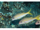 Yellowfin Goatfish - Goatfish<br>(<i>Mulloidichthys vanicolensis</i>)