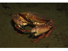 Red Rock Crab - Arthropods<br>(<i>Cancer productus</i>)