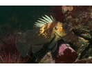 Quillback Rockfish - Scorpionfish<br>(<i>Sebastes maliger</i>)