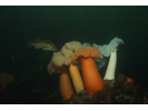 Plumose Anemone - Cnidarians<br>(<i>Metridium farcimen / senile</i>)