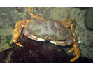 Dungeness Crab - Arthropods<br>(<i>Cancer magister</i>)