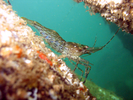 Coonstripe Shrimp - Arthropods<br>(<i>Pandalus danae / gurneyi</i>)