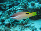 Hawaiian Hogfish - Wrasse <br>(<i>Bodianus albotaeniatus</i>)