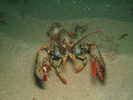 American Lobster - Arthropods<br>(<i>Homarus americanus</i>)