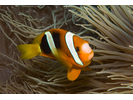 Clark's Anemonefish - Damselfish<br>(<i>Amphiprion clarkii</i>)