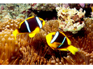 Orangefin Anemonefish - Damselfish<br>(<i>Amphiprion chrysopterus</i>)