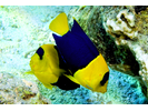 Bicolor Angelfish - Angelfish<br>(<i>Centropyge bicolor</i>)