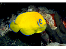 Lemonpeel Angelfish - Angelfish<br>(<i>Centropyge flavissima</i>)