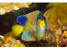 Regal Angelfish - Angelfish<br>(<i>Pygoplites diacanthus</i>)