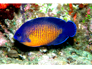 Two-spined Angelfish - Angelfish<br>(<i>Centropyge bispinosa</i>)