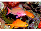 Scalefin Anthias - Grouper<br>(<i>Pseudanthias squamipinnis</i>)